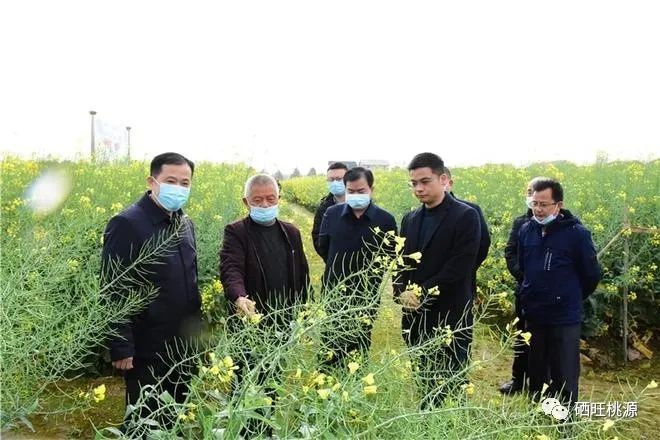 縣人大常委會(huì)主任江志暉帶隊(duì)調(diào)研富硒油茶、油菜高產(chǎn)技術(shù)